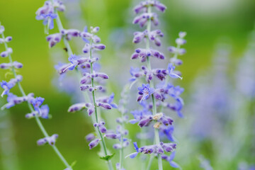 Obraz premium ロシアンセージの花 ハーブ シソ科