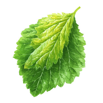 Detailed watercolor painting of Mulberry Leaf, isolated on white background
