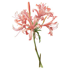 Fototapeta premium Nerine Lily, isolated watercolor element on white background