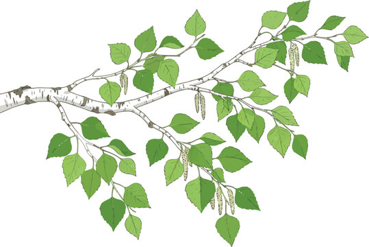 Hand drawn ink illustration of a birch tree branch with green leaves and catkins