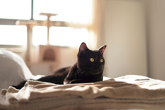 Alert black cat on sofa at home
