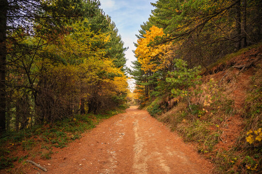Wide dirt road covered with pine needles through mixed autumn forest with golden foliage