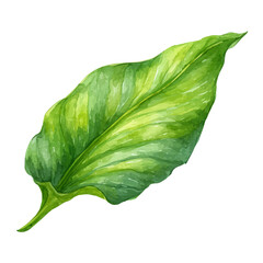 Watercolor clipart of Plantain Leaf, isolated on white background © John