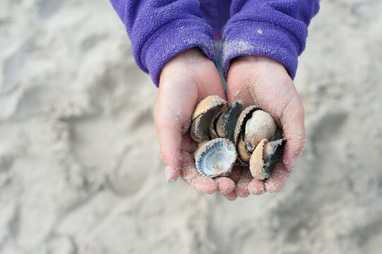 Girl holds mussel in her hand on the beach in Denmark