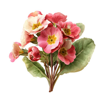 Watercolor illustration of Primrose Bouquet, isolated on white background