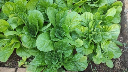 Farming green leaves vegetables background © mgiva_kupang