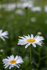 Fototapeta premium 白い花