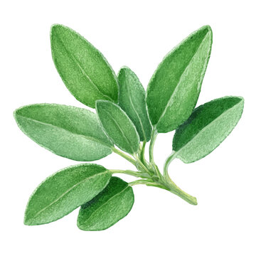 Watercolor illustration of Sage, isolated on white background