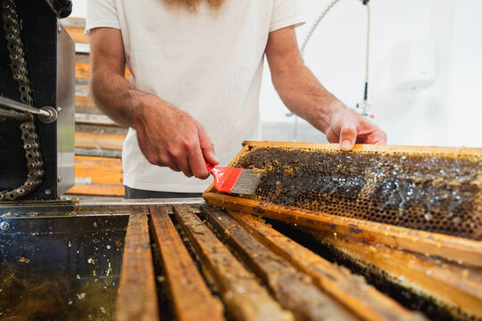 Male beekeeper harvests honey from comb using an uncapping fork