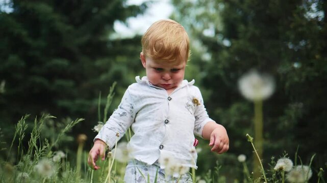 Toddler explores dandelions in a sunlit meadow. The child, with red hair, bends slightly while reaching for flowers. Bright green grass surrounds them, with blurred trees in the background