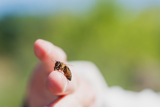 A beekeeper holds a queen bee on a finger