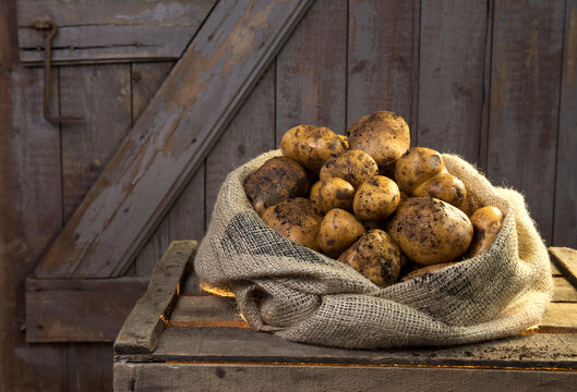 A burlap sack displays the organic potato harvest on a wooden crate