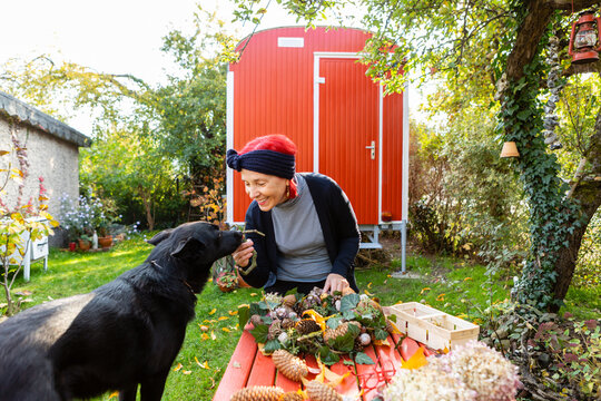 Smiling senior woman with red dyed hair stroking her dog while tinkering autumnal decoration