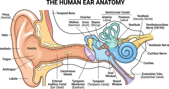 Human ear anatomy labeled cross section vector diagram showing outer middle and inner ear structure isolated on white