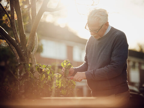 Swenior man pruning plants in garden