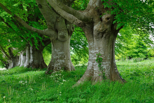 Ancient beech trees grow in a row on a green meadow in Dorset