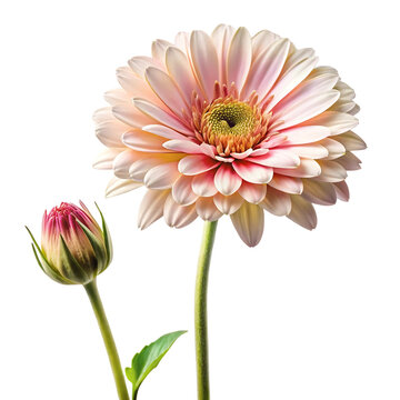 Beautiful light pink gerbera daisy flower in full bloom with a small unopened bud isolated on white