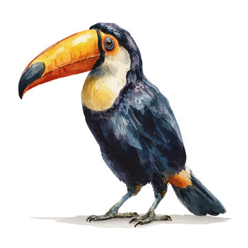 Toucan, realistic watercolor artwork on white background