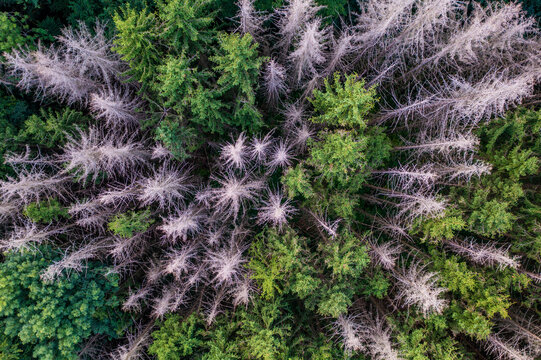 Aerial view of dieback caused by bark beetles in mixed coniferous forest
