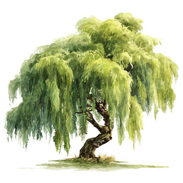 Watercolor drawing of Weeping Willow Tree, on clean white background