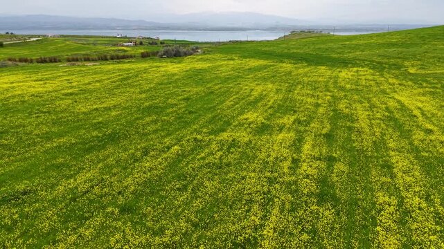Cinematic 4K drone footage flying faster above vibrant yellow wildflowers with a dynamic left banking movement toward a scenic lake under partly cloudy skies.