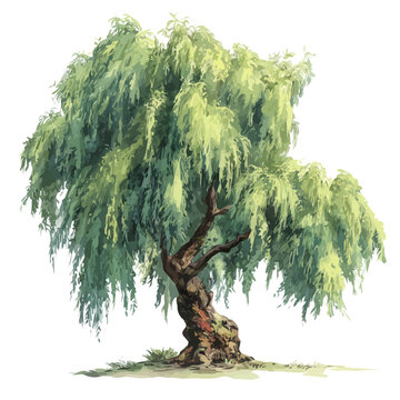 Detailed watercolor painting of Willow Tree, isolated on white background