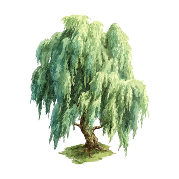 Willow Tree, isolated watercolor element on white background