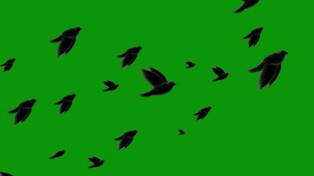 black bird flying animation loop on green screen. Flying birds' silhouette on green screen, animated flock of birds for nature and outdoor scenic video transitions. Black Birds flying left to right