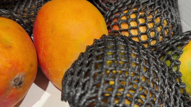 Fresh tropical mangoes wrapped in protective black foam nets are presented as premium fruit, helping prevent damage during transport while attracting customers in grocery stores. Close up.