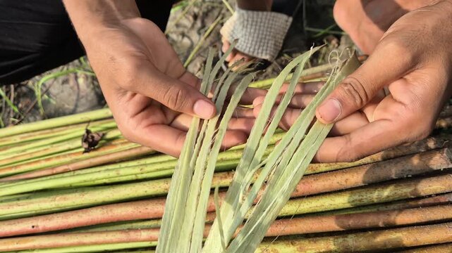 Close Up View Of Hands Peeling Fresh Green Raw Jute Ribbon From Unretted Stalk