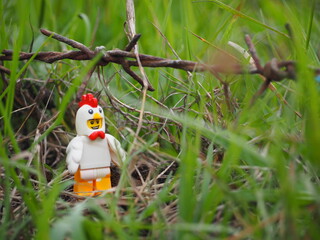 Fototapeta premium Indonesia - November 27, 2019 : Mini toy of action figure at grassland with blurred background. Toy photography concept. Chicken at outdoor with green grass conceptual design.