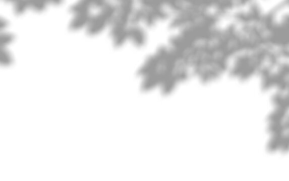 Natural diagonal foliage shadow overlay with tree branches for mockup