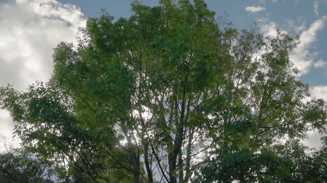A big Chinese ash tree shaken by a strong wind