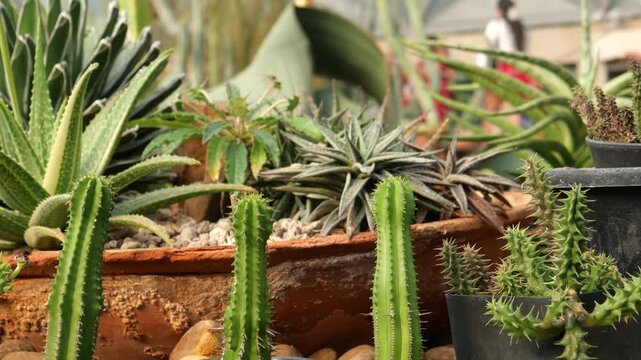 Potted cacti and succulents
