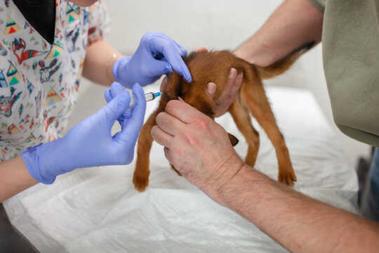 Veterinarian administering vaccine injection to small brown kitten in clinic. Professional veterinary care, animal health, and responsible pet ownership.