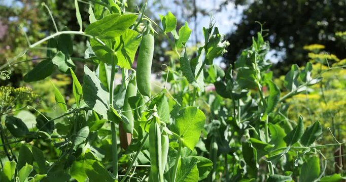Green pea pods growing on vine in sunny garden closeup. Raw organic snap peas plant with lush leaves and tendrils. Agriculture sweet peas farming harvest concept outdoor macro shot.