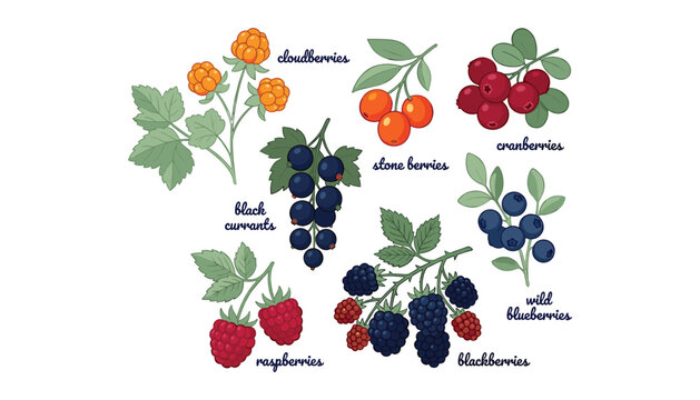 Vector collection of wild forest berries with realistic names including cloudberries cranberries blueberries and raspberries