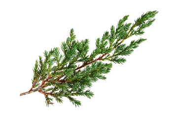 Fresh green juniper branch isolated on white background. Evergreen conifer twig with natural foliage for botanical, Christmas, winter, seasonal, decorative and design projects. © Yuliia