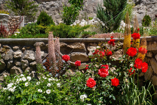 A flowerbed of roses and eremuruses on a sunny day. Flora, nature, plants and flowers.