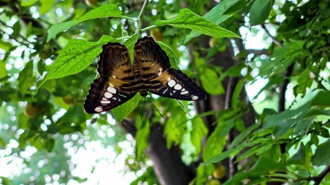 A Clipper butterfly (Parthenos sylvia) hanging upside down under green foliage with bokeh light background. Ideal for nature stock concepts.
