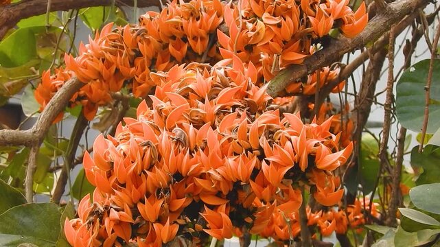 Vibrant orange palas flowers blooming on tree branches in nature, description tag dao for stock video in english