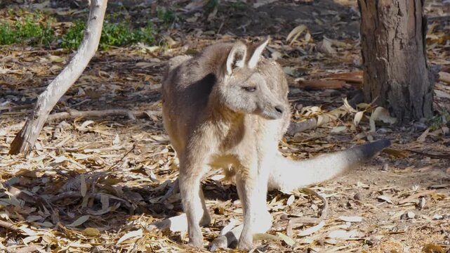 Old kangaroo in the bushland