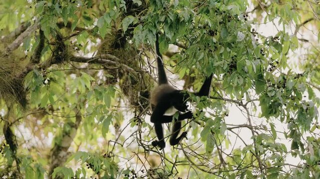 A howler monkey skillfully climbs and feeds on vibrant green tree branches in dense tropical rainforest near Tikal ruins, Maya Biosphere Reserve. Soft natural light, wide static shot.