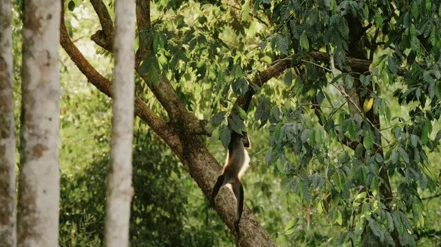 A howler monkey dramatically jumps between sunlit tree branches, searching for fruit amidst lush greenery in the Mayan jungle of Guatemala. Stunning backlight and vibrant foliage.