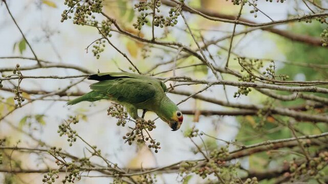Close-up shot of a yellow-crowned Amazon parrot perched on tangled jungle branches, eating seeds amid lush greenery. Natural light highlights vibrant plumage and wild UNESCO reserve setting.