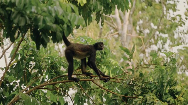 A howler monkey skillfully climbs and balances using its prehensile tail among lush, sunlit foliage near Tikal's ancient Mayan ruins in the Maya Biosphere Reserve, Guatemala.