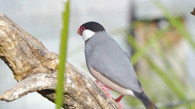 Red beaked bird on tree trunk