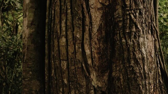 Detailed close-up shot of an enormous, centuries-old tree trunk in the dense Mayan rainforest of Peten, Guatemala. Warm, natural daylight enhances rough bark textures, lush jungle setting.