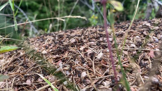 Anthill Close-Up