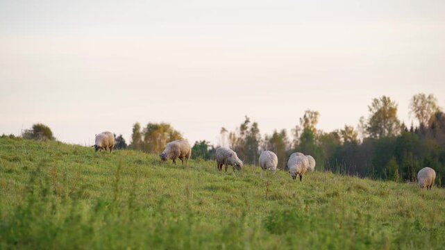 Flock of sheep grazing in green agricultural pasture meadow with forest in the background at sunset. Autumn scenery with golden leaves on trees in countryside landscape.